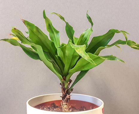 Houseplant Appreciation Day - Tag der Zimmerpflanzen in den USA. Kuriose Feiertage - 10. Januar © 2020 Sven Giese