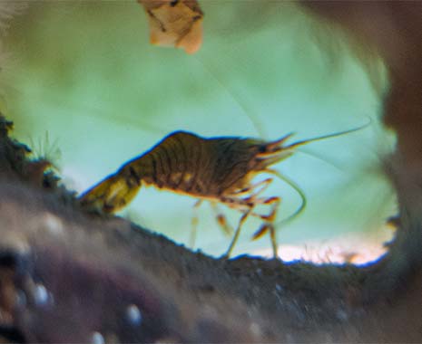 National Sea-Monkey Day - Tag der Sea-Monkeys in den USA. Kuriose Feiertage - 16. Mai © 2021 Sven Giese