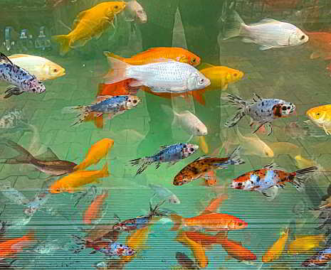 Tag der Fische in Deutschland. Kuriose Feiertage - 22. August © 2019 Dietmar Giese