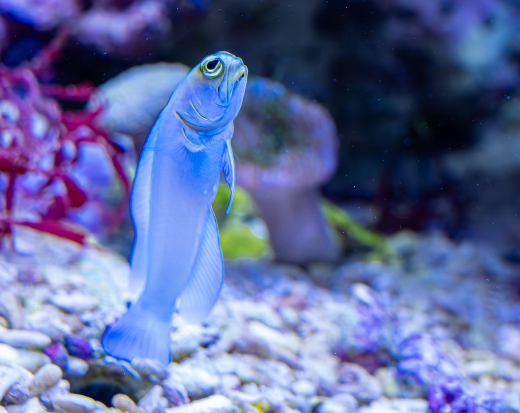 Tag der Fische. Kuriose Feiertage - 22. August © 2024 Sven Giese – Bild 3 Ein schlanker, blauer Fisch schwebt in einem Aquarium vor einem unscharfen Hintergrund aus Korallen und Steinen.