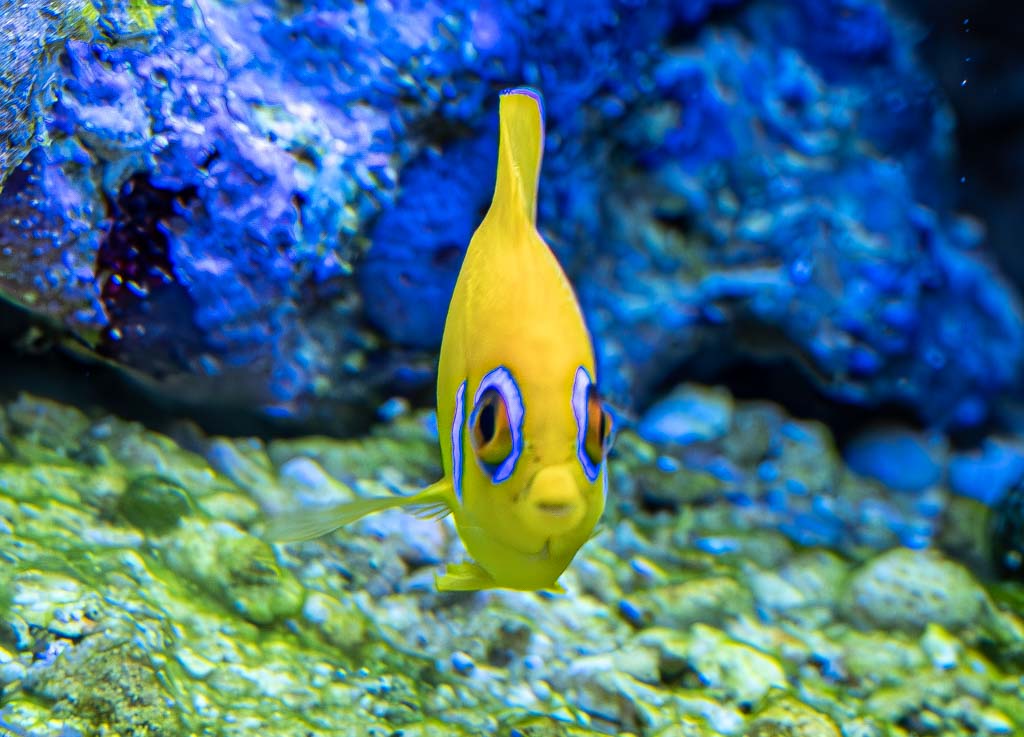 Tag der Fische. Kuriose Feiertage - 22. August © 2024 Sven Giese – Bild 4 Ein leuchtend gelber Fisch schwimmt in einem Aquarium vor einem blau-grünen Hintergrund.