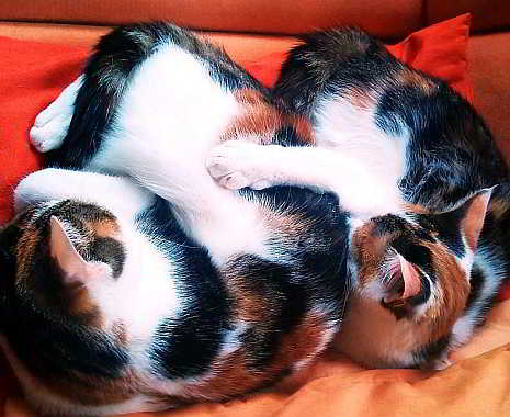 Weltkatzentag - International Cat Day. Kuriose Feiertage - 8. August © Angela Vogt für www.kuriose-feiertage.de