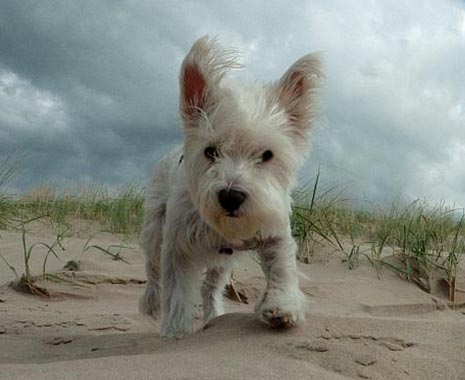 World Dog Day - der internationale Welthundetag. Kuriose Feiertage - 10. Oktober © 2019 Aline Woitas