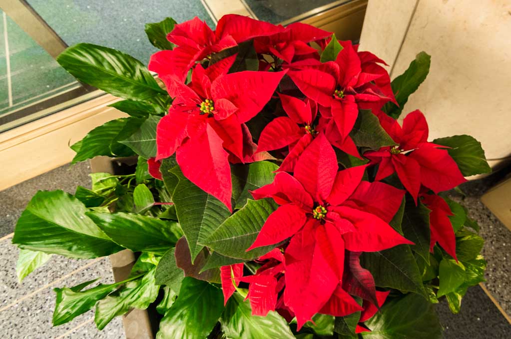 Tag des Weihnachtssterns - Poinsettia Day in den USA - 12. Dezember