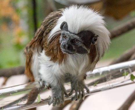 Monkey Day - der internationale Affentag. Kuriose Feiertage - 14. Dezember © 2020 Sven Giese