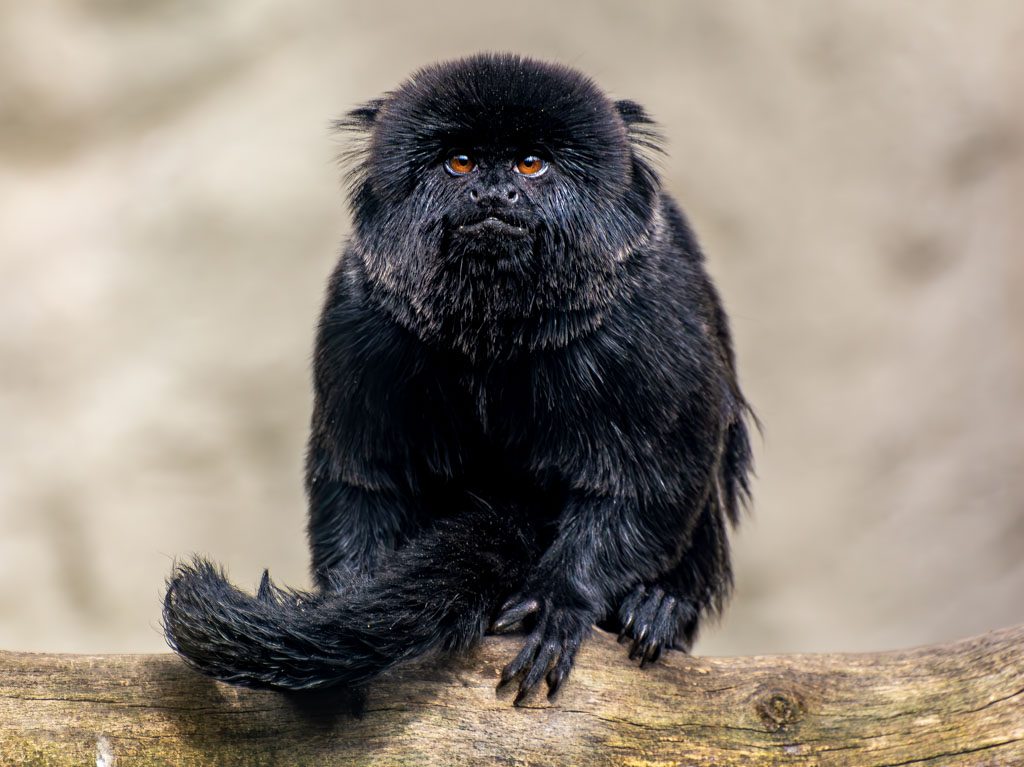 Monkey Day – der internationale Affentag. Kuriose Feiertage - 14. Dezember © 2024 Sven Giese – Bild 2 Ein kleiner schwarzer Tamarin sitzt auf einem Ast und blickt aufmerksam in Richtung der Kamera.