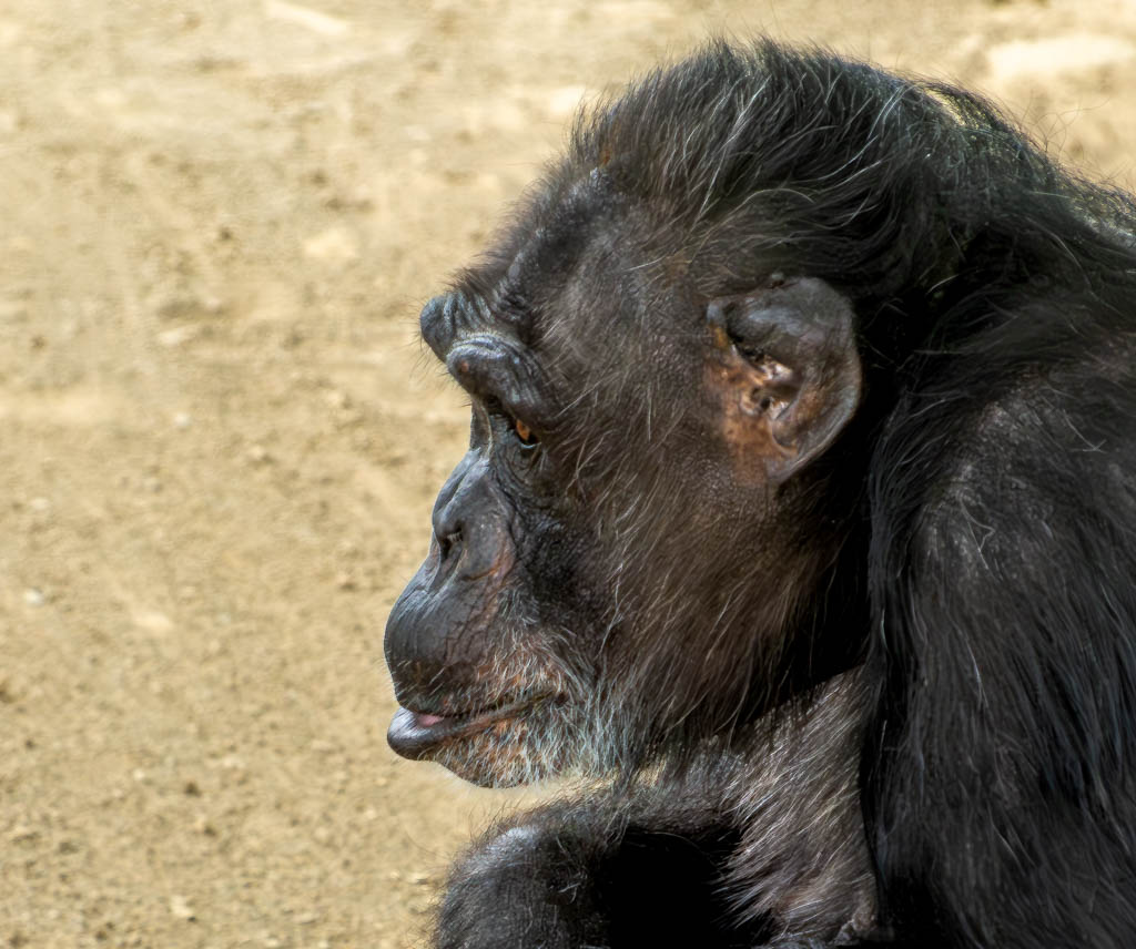 Monkey Day – der internationale Affentag. Kuriose Feiertage - 14. Dezember © 2024 Sven Giese – Bild 3 Seitenansicht eines Schimpansen, der ruhig sitzt und in die Ferne schaut.