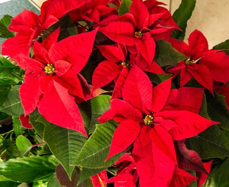 Poinsettia Day - Tag des Weihnachtssterns in den USA. Kuriose Feiertage - 12. Dezember © 2019 Sven Giese