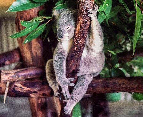 Australia Day - der australische Nationalfeiertag. Kuriose Feiertage - 26. Januar © 2020 Sven Giese