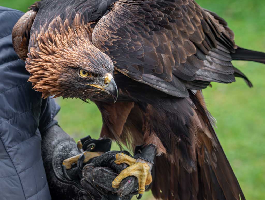 National Bird Day – Tag des Vogels in den USA. Kuriose Feiertage - 5. Januar © 2025 Sven Giese – Bild 1 Ein großer, majestätischer Steinadler mit dunklem Gefieder sitzt auf dem Arm eines Falkners.