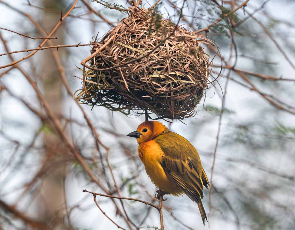 National Bird Day – Tag des Vogels in den USA. Kuriose Feiertage - 5. Januar © 2025 Sven Giese – Bild 3 Ein gelber Webervogel sitzt unter seinem kunstvoll gewebten Nest auf einem dünnen Ast.