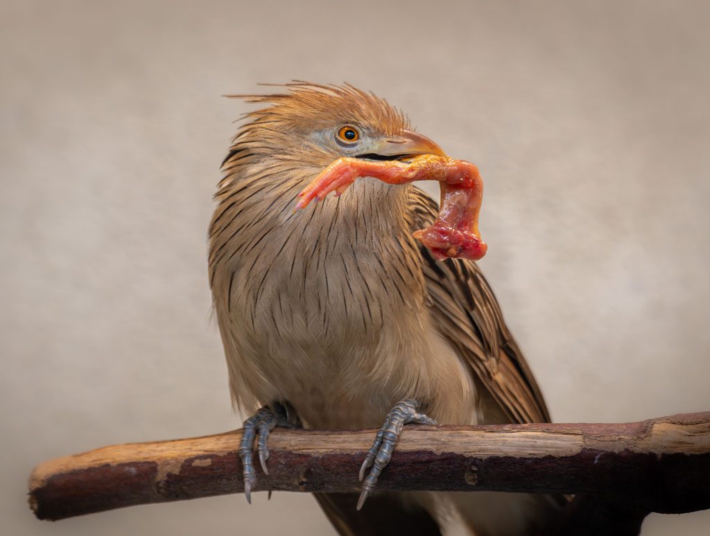 National Bird Day – Tag des Vogels in den USA. Kuriose Feiertage - 5. Januar © 2025 Sven Giese – Bild 4 Ein Vogel mit zerzaustem Gefieder hält ein großes Stück rohes Fleisch in seinem Schnabel.