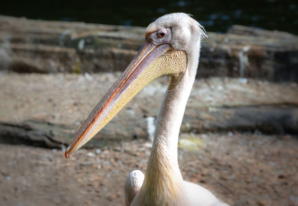 National Bird Day – Tag des Vogels in den USA. Kuriose Feiertage - 5. Januar © 2025 Sven Giese – Bild 6 Ein Pelikan mit langem Schnabel steht vor unscharfem Hintergrund auf sandigem Boden.