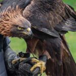 national bird day usa kuriose feiertage 2025 sven giese featured