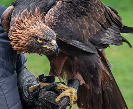 national bird day usa kuriose feiertage 2025 sven giese featured