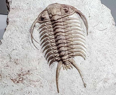 Old Rock Day - Tag der Fossilien und alten Steine in den USA. Kuriose Feiertage - 7. Januar © 2019 Sven Giese
