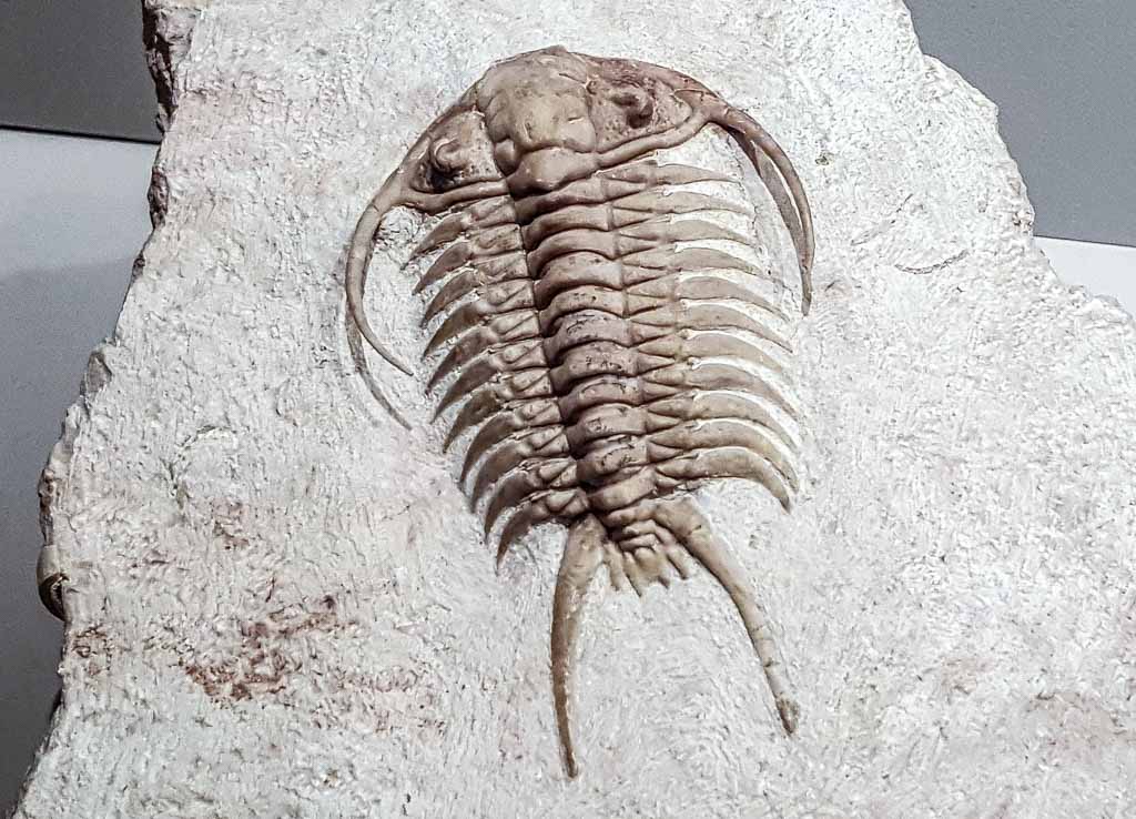 Ein versteinerter Trilobit auf einem weißen Stein, ein Fossil aus einer längst vergangenen Ära.