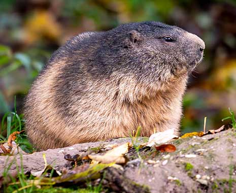 groundhog day kuriose feiertage 2025 sven giese featured