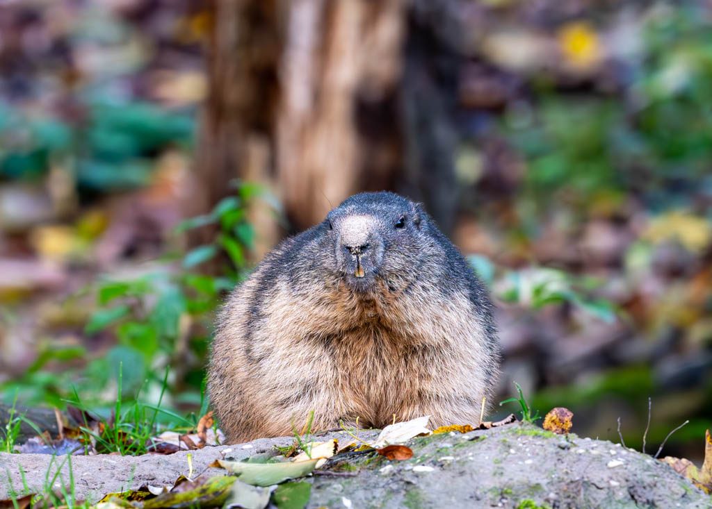 Frontalaufnahme eines Murmeltiers mit leicht geöffnetem Maul, sitzend auf einem Baumstamm im herbstlichen Wald.