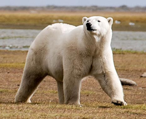 International Polar Bear Day - Welteisbärentag. Kuriose Feiertage - 27. Februar © 2020 Sven Giese