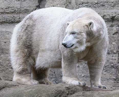 international polar day kuriose feiertage 2026 sven giese featured