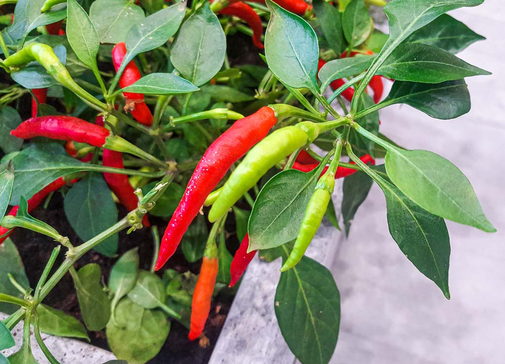 National Hot and Spicy Food Day - Tag des scharfen Essens in den USA. Kuriose Feiertage - 19. August © 2019 Sven Giese Nahaufnahme einer Chilipflanze mit roten und grünen Chilischoten.