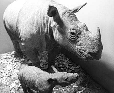 World Rhino Day - Welt-Nashorn-Tag. Kuriose Feiertage - 22. September (c) 2019 Sven Giese