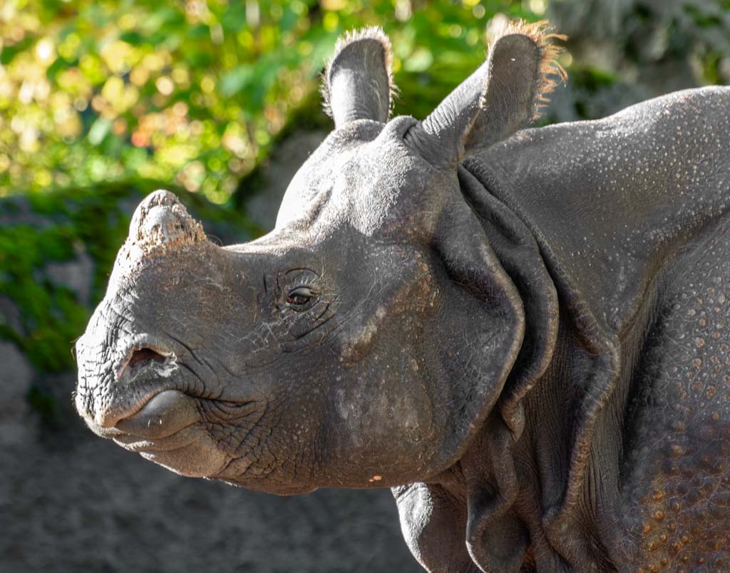 Nahaufnahme eines Nashorns mit markanten Falten im Gesicht, aufgenommen im Zoo.