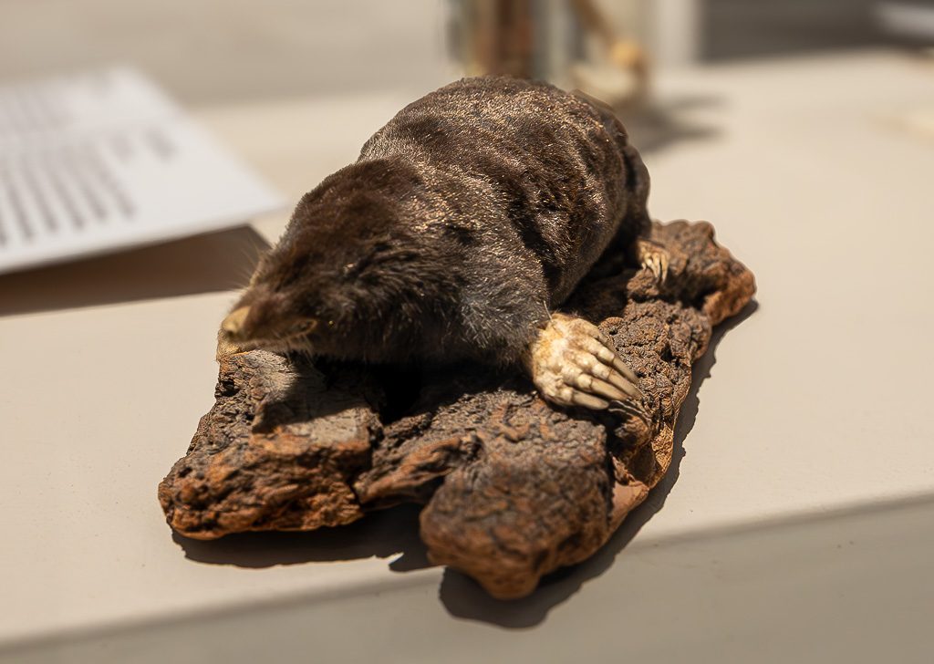 Ausstellung eines präparierten Maulwurfs im Museum, der auf einer Baumrinde liegt- Seine kräftigen Grabpfoten sind deutlich zu erkennen.