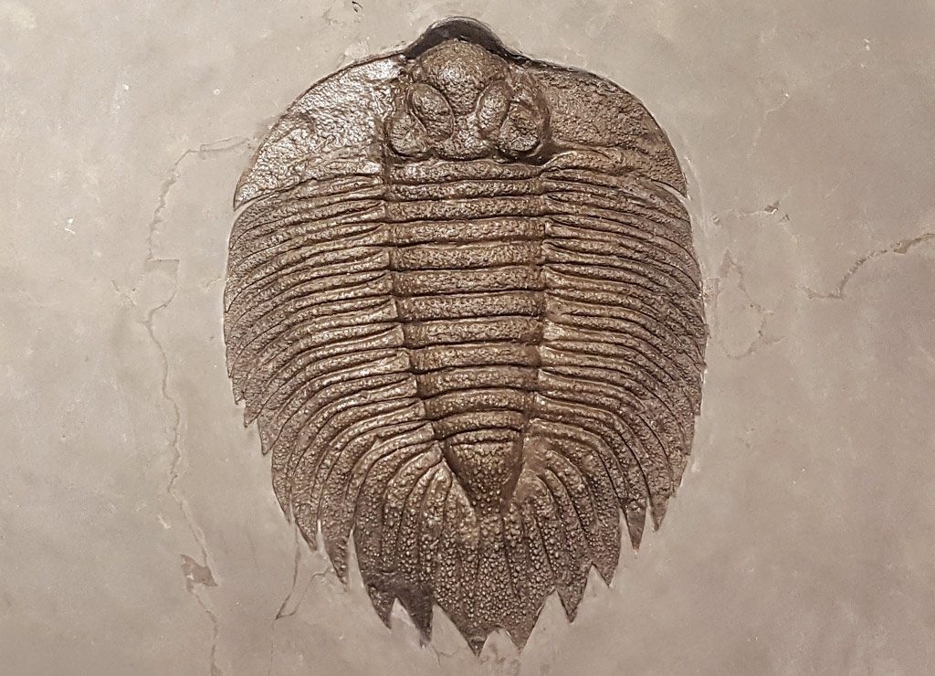 National Fossil Day – Fossilien-Tag in den USA. Kuriose Feiertage – Mittwoch der zweiten vollen Oktoberwoche © 2026 Sven Giese – Bild 1 Großes Trilobitenfossil mit deutlich gegliedertem Panzer liegt vollständig eingebettet in hellem Gestein.