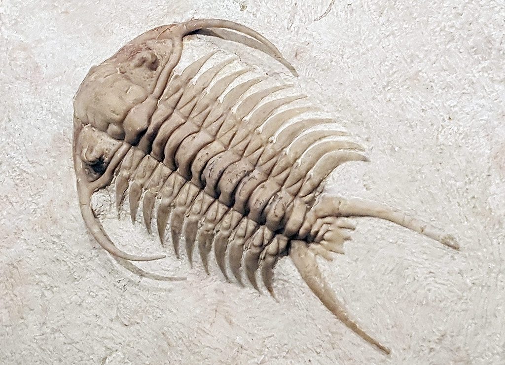 National Fossil Day – Fossilien-Tag in den USA. Kuriose Feiertage – Mittwoch der zweiten vollen Oktoberwoche © 2026 Sven Giese – Bild 3 Detailreiches Trilobitenfossil mit langen Stacheln ist vollständig sichtbar in hellem Kalkgestein erhalten.