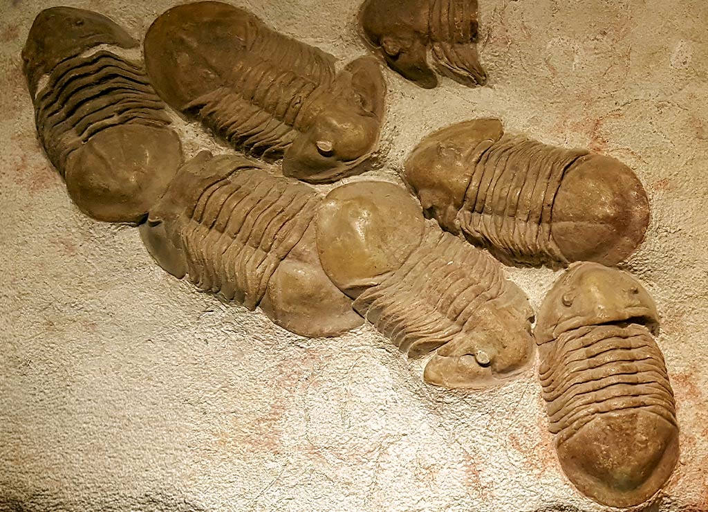 National Fossil Day – Fossilien-Tag in den USA. Kuriose Feiertage – Mittwoch der zweiten vollen Oktoberwoche © 2026 Sven Giese – Bild 5 Mehrere versteinerte Trilobiten und andere Meeresfossilien sind deutlich in grauem Gestein eingebettet.