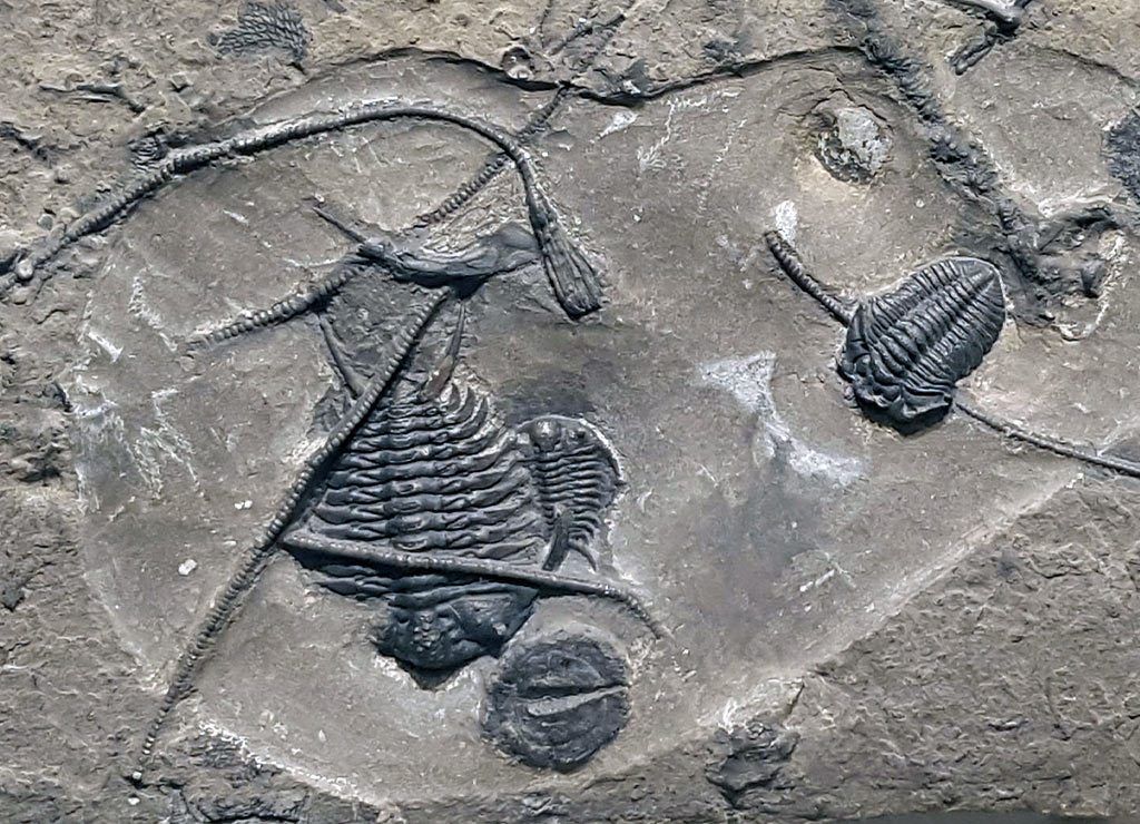 National Fossil Day – Fossilien-Tag in den USA. Kuriose Feiertage – Mittwoch der zweiten vollen Oktoberwoche © 2026 Sven Giese – Bild 6 Mehrere versteinerte Trilobiten und andere Meeresfossilien sind deutlich in grauem Gestein eingebettet.