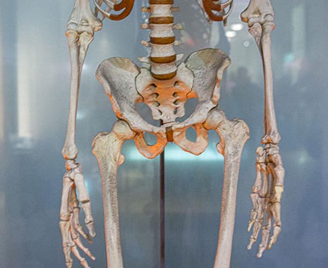 Weltosteoporosetag - World Osteoporosis Day. Kuriose Feiertage - 20. Oktober © 2019 Sven Giese