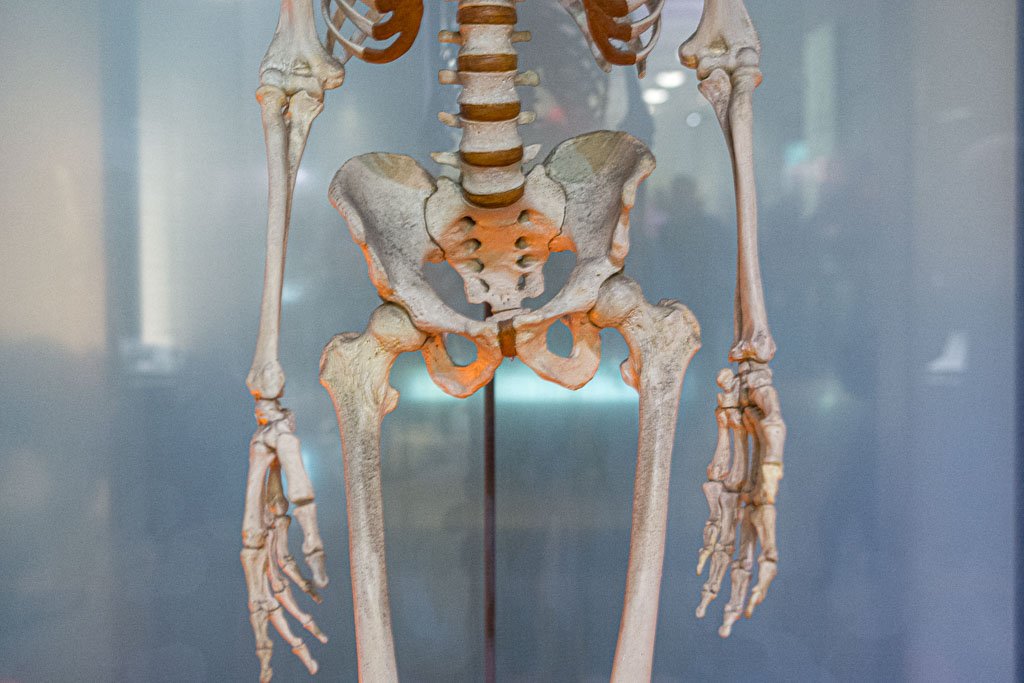 Weltosteoporosetag - World Osteoporosis Day. Kuriose Feiertage - 20. Oktober © 2019 Sven Giese orderansicht eines menschlichen Skeletts mit Fokus auf Becken und Beinen in einem Museum.