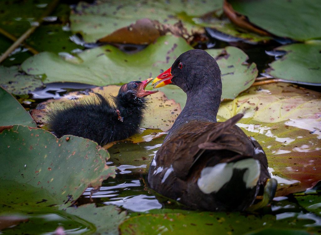 Welttierschutztag – World Animal Day. Kuriose Feiertage – 4. Oktober © 2026 Sven Giese – Bild 10 Teichhuhn füttert sein schwarzes Küken zwischen großen Seerosenblättern im Wasser.