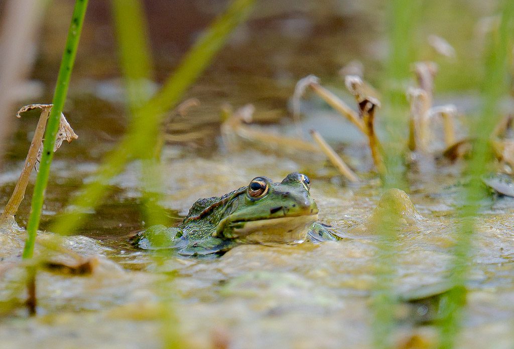 Welttierschutztag – World Animal Day. Kuriose Feiertage – 4. Oktober © 2026 Sven Giese – Bild 11 Grüner Frosch schaut zwischen Wasserpflanzen aus einem flachen, bewachsenen Teich.