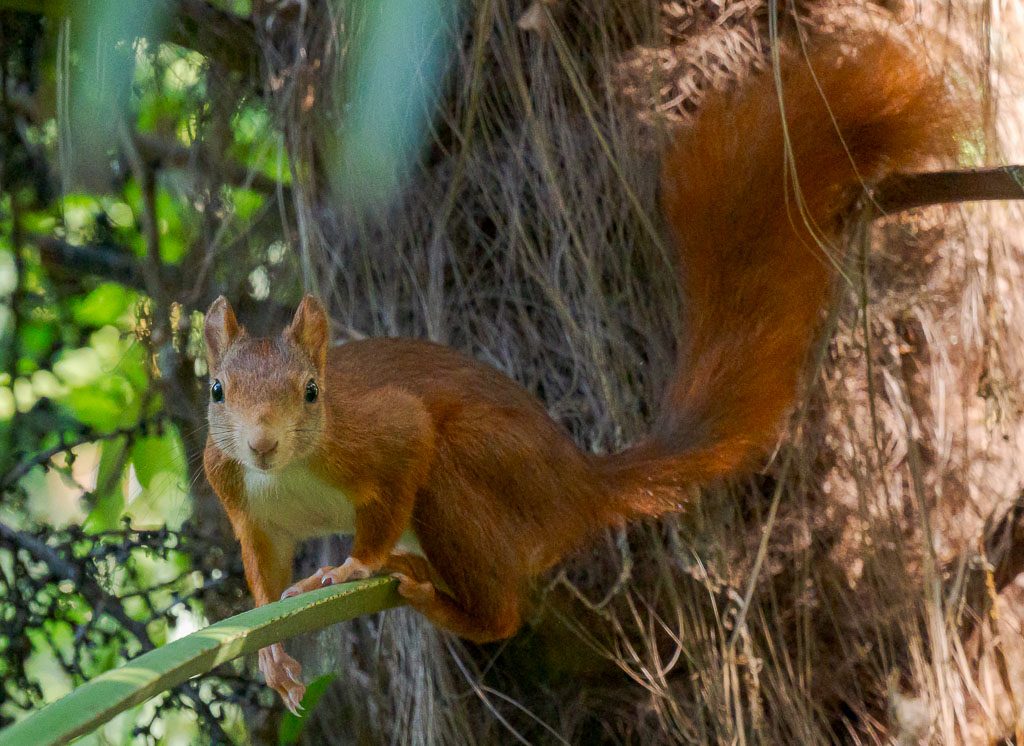 Welttierschutztag – World Animal Day. Kuriose Feiertage – 4. Oktober © 2026 Sven Giese – Bild 2 Rotes Eichhörnchen sitzt mit buschigem Schwanz auf einem Ast vor einem Baumstamm.