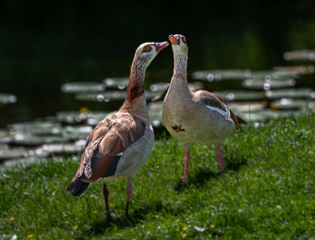 Welttierschutztag – World Animal Day. Kuriose Feiertage – 4. Oktober © 2026 Sven Giese – Bild 5 Zwei Nilgänse stehen einander zugewandt am Ufer eines Teichs mit Seerosen.