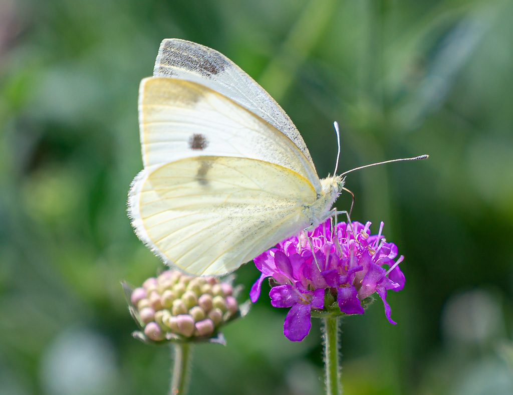 Welttierschutztag – World Animal Day. Kuriose Feiertage – 4. Oktober © 2026 Sven Giese – Bild 6 Weißer Kohlweißling sitzt mit geschlossenen Flügeln auf einer violetten Blüte.