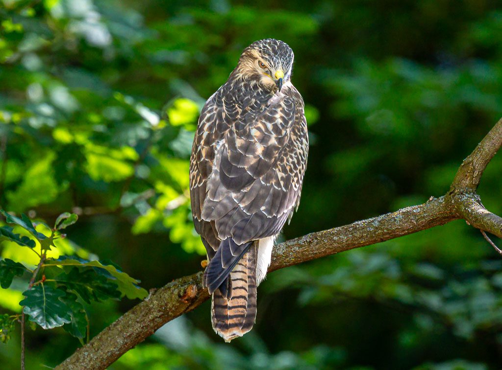 Welttierschutztag – World Animal Day. Kuriose Feiertage – 4. Oktober © 2026 Sven Giese – Bild 7 Mäusebussard sitzt auf einem Ast im grünen Wald und blickt aufmerksam nach unten.