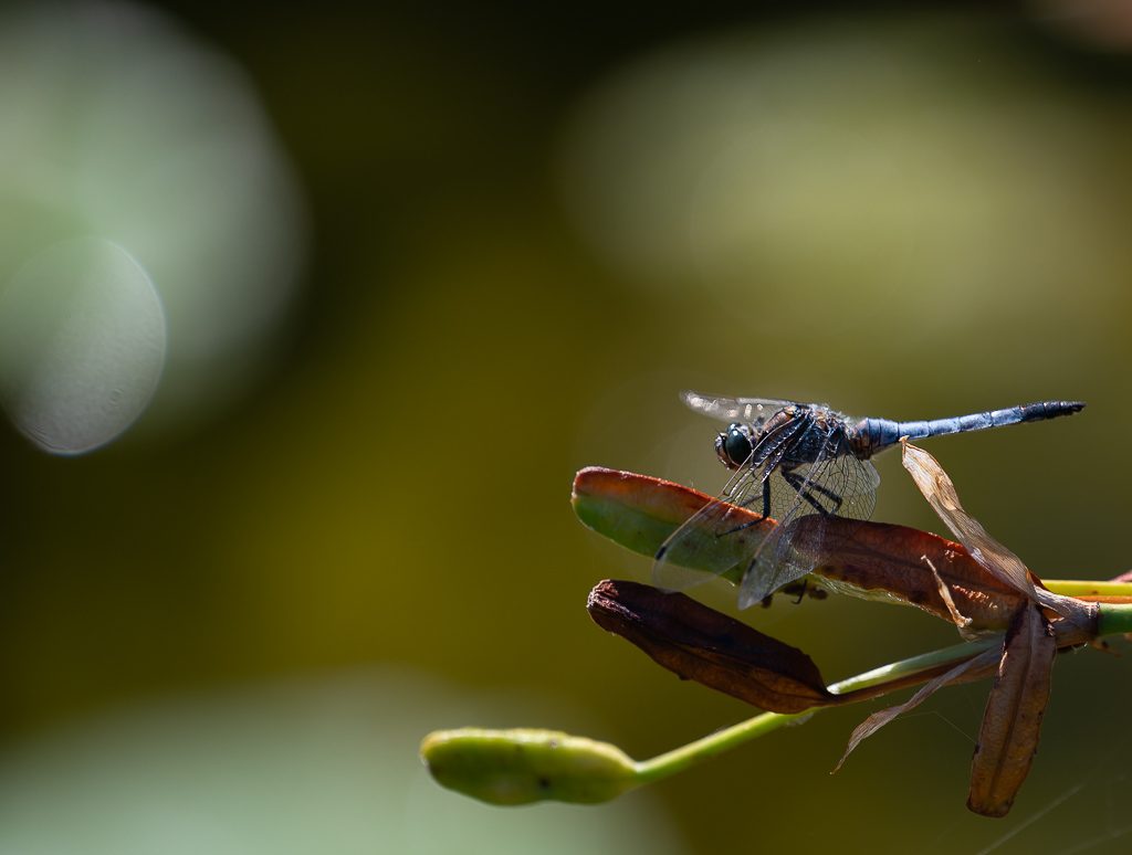 Welttierschutztag – World Animal Day. Kuriose Feiertage – 4. Oktober © 2026 Sven Giese – Bild 8 Blaue Libelle ruht seitlich auf einem Blatt vor weich verschwommenem Naturhintergrund.