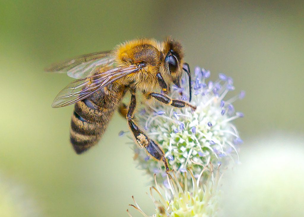 Welttierschutztag – World Animal Day. Kuriose Feiertage – 4. Oktober © 2026 Sven Giese – Bild 9 Honigbiene sammelt Nektar an einer hellen Blüte vor weich grünem Hintergrund.