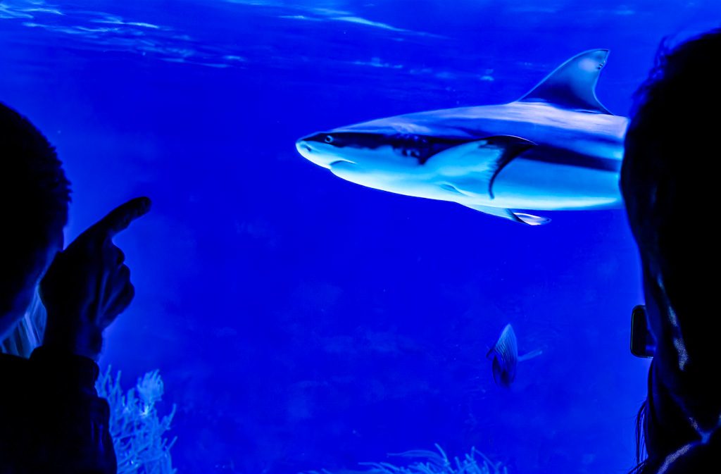 Ein Hai im Aquarium, von Menschen beobachtet, die auf ihn durch eine Glasscheibe zeigen.