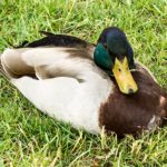 Lame Duck Day - Tag der lahmen Ente in den USA. Kuriose Feiertage - 6. Februar (c) 2020 Sven Giese