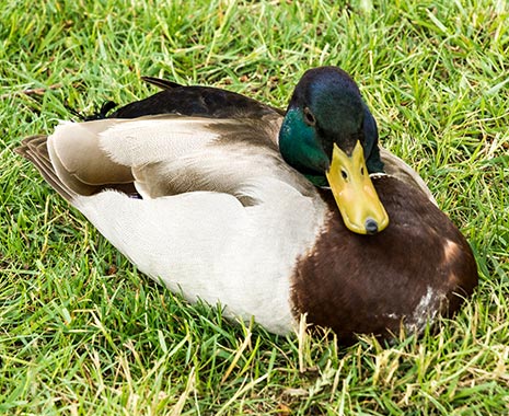 Lame Duck Day - Tag der lahmen Ente in den USA. Kuriose Feiertage - 6. Februar (c) 2020 Sven Giese