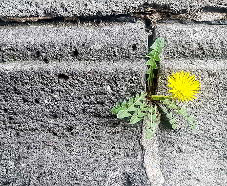 Weed Appreciation Day - Ehrentag des Unkrauts in den USA. Kuriose Feiertage - 28. März © 2019 Sven Giese