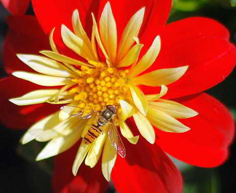 National Plant a Flower Day - Pflanz-eine-Blume-Tag in den USA. Kuriose Feiertage - 12. März © 2019 Sven Giese