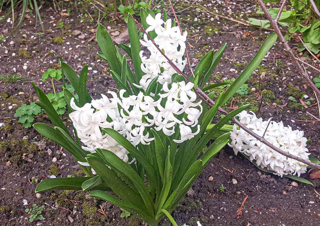 Pflanz-eine-Blume-Tag - Plant a Flower Day USA
