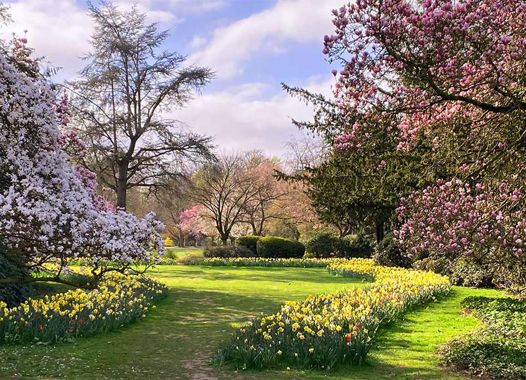 European Day of Parks - Europäischer Tag der Parke. Kuriose Feiertage - 24. Mai © 2022 Dietmar Giese - Bild 3 Blühender Frühlingsgarten mit Magnolien und Osterglocken unter blauem Himmel.